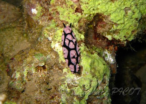 Phylidiella pustulosa (2).JPG